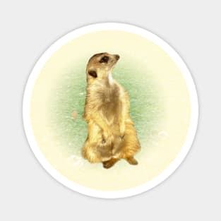 Meerkat Magnet